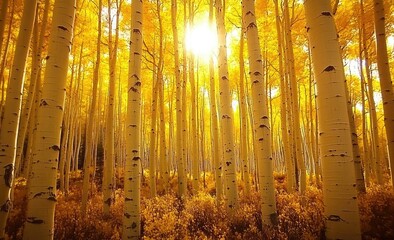Naklejka premium Golden aspen grove bathed in sunlight (2)