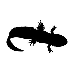 Axolotl silhouette vector illustration: amphibian, mexican salamander, walking fish, cute pet art