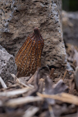 Close up of a fresh morel mushroom growing in garden mulch in Oregon. Morels are a large part of the culinary culture in the USA.