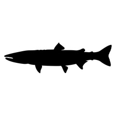 Barracuda fish silhouette vector image for ocean life designs and marine biology projects download now