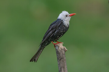 red winged blackbird
