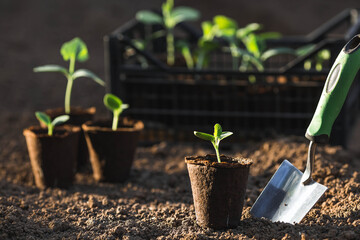 Spatula and vegetable seedlings in peat pots are planted in the ground. The concept of spring...