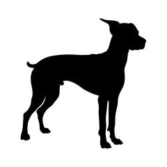 Dog silhouette vector art illustration of a miniature pinscher breed standing profile view graphic image