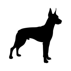 Silhouette of a doberman pinscher dog breed standing tall vector illustration graphic design art