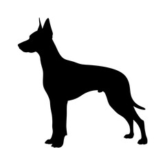 Black doberman pinscher silhouette vector image for dog breed identification and pet lovers design
