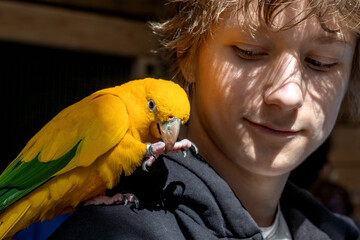 Yellow parrot on teen shoulder  in petting zoo