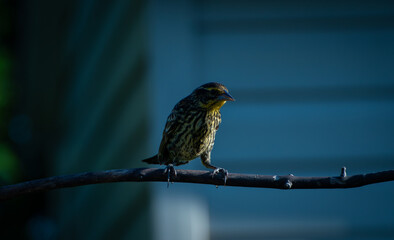 Female Red-Winged Blackbird in Soft Evening Light