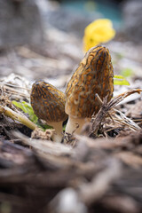 Close up of a fresh morel mushroom growing in garden mulch in Oregon. Morels are a large part of the culinary culture in the USA.