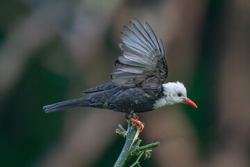 red headed woodpecker