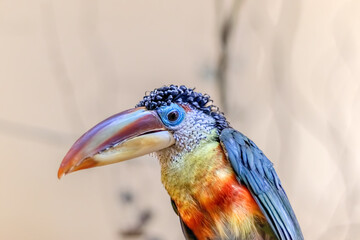Colorful curl toucan close up