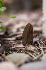 Close up of a fresh morel mushroom growing in garden mulch in Oregon. Morels are a large part of the culinary culture in the USA.