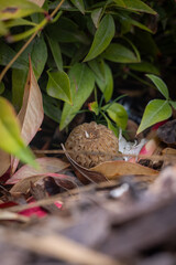 Close up of a fresh morel mushroom growing in garden mulch in Oregon. Morels are a large part of the culinary culture in the USA.
