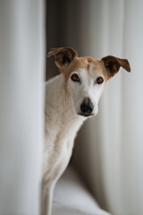Obraz premium portrait of groom dog with caring expression located on right side of frame