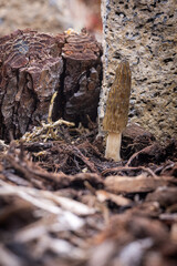 Close up of a fresh morel mushroom growing in garden mulch in Oregon. Morels are a large part of the culinary culture in the USA.