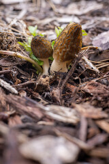 Close up of a fresh morel mushroom growing in garden mulch in Oregon. Morels are a large part of the culinary culture in the USA.
