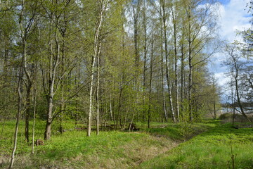 Beautiful forest area with tall green spruce trees, firs, birches, bushes, grass, bright flowers, meadows in forest Espoo, Finland. Forest wilderness with old trees, roots, green old wood, rotten bran