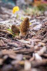 Close up of a fresh morel mushroom growing in garden mulch in Oregon. Morels are a large part of the culinary culture in the USA.