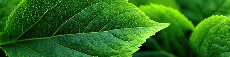 Close-up of vibrant green leaves, showcasing intricate leaf veins