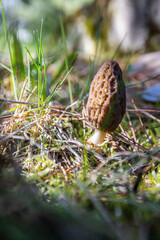 Close up of a fresh morel mushroom growing in the spring grass in Idaho. Morels are a large part of the culinary culture in the USA.
