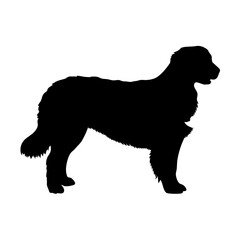 Bernese mountain dog silhouette vector image for pet lovers and dog breed enthusiasts design asset