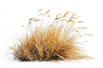 Obraz premium Clump of ornamental grass isolated on white background. use cases: landscaping, decoration.