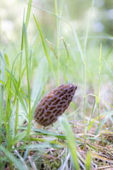 Close up of a fresh morel mushroom growing in the spring grass in Idaho. Morels are a large part of the culinary culture in the USA.