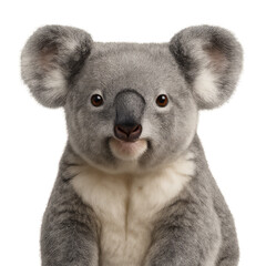 Koala Close-up