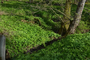 Beautiful forest area with tall green spruce trees, firs, birches, bushes, grass, bright flowers,...