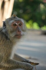 Macaque monkeys at the lookout
