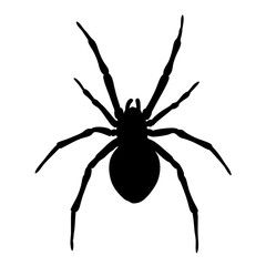 Spider silhouette vector illustration arachnid design halloween creepy insect danger fear animal phobia