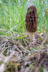 Close up of a fresh morel mushroom growing in the spring grass in Idaho. Morels are a large part of the culinary culture in the USA.