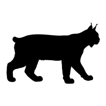 Silhouette of a lynx wildcat bobcat walking animal mammal predator feline wildlife vector image art