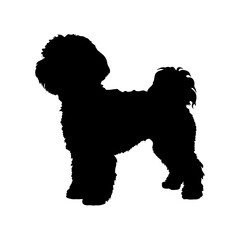 Silhouette of a fluffy bichon frise dog breed pet animal canine domestic mammal companion puppy friend