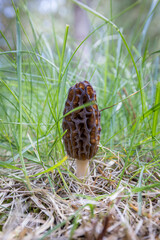 Close up of a fresh morel mushroom growing in the spring grass in Idaho. Morels are a large part of the culinary culture in the USA.