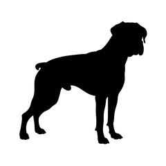 Boxer dog silhouette vector illustration standing pet animal canine breed graphic design artwork drawing image