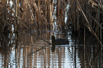 A black coot bird swims on the surface of a pond.
