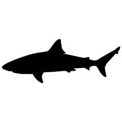 Obraz premium Shark silhouette ocean predator sea animal marine life underwater wildlife aquatic creature shark fin black shark
