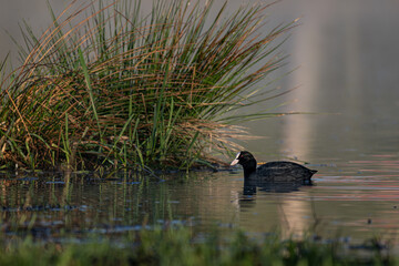 A black coot bird swims on the surface of a pond.
