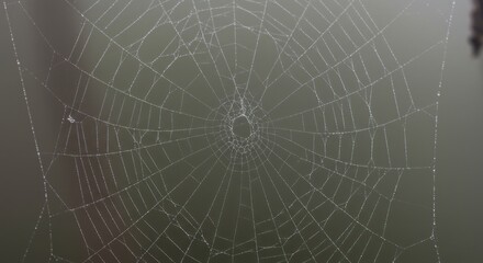 Fototapeta premium Spiderweb, morning dew, photo
