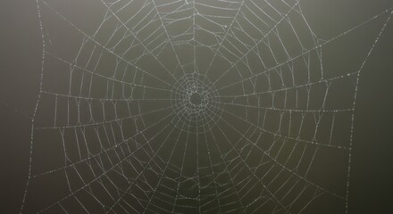 Obraz premium Spiderweb in fog (Photo)