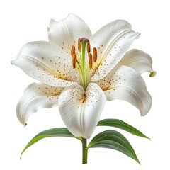 Elegant White Lily Flower Blossom Isolated on Black Background Studio Shot Detailed Macro Photography of Beautiful White Lily with Brown Spots Natural Floral Image Perfect for Spring Summer Wedding   