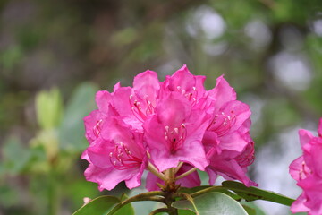 Wildflowers in the forests of Tennessee