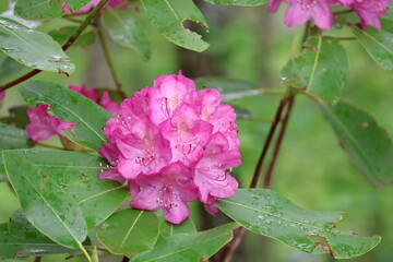Fototapeta premium Wildflowers in the forests of Tennessee