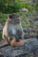Macaque monkeys at the lookout