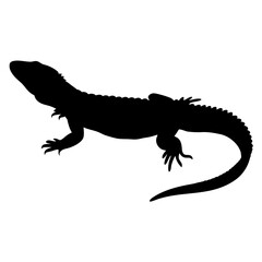 Illustration of a reptile lizard silhouette, animal vector graphics design element, wildlife art, gecko
