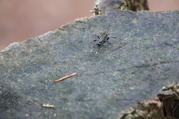Wild insect on a tree stump