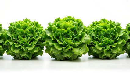 Obraz premium Fresh green lettuce heads arranged in a neat row on a crisp white background