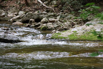 stream in the forest