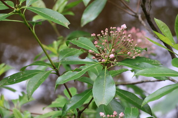 Wildflowers in the forests of Tennessee