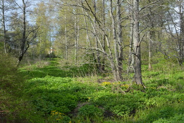 Beautiful forest area with tall green spruce trees, firs, birches, bushes, grass, bright flowers, meadows in forest Espoo, Finland. Forest wilderness with old trees, roots, green old wood, rotten bran